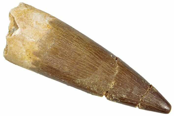 Fossil Plesiosaur (Zarafasaura) Tooth - Morocco #298282